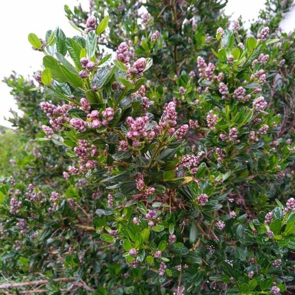 Ceanothus thyrsiflorus Кветка