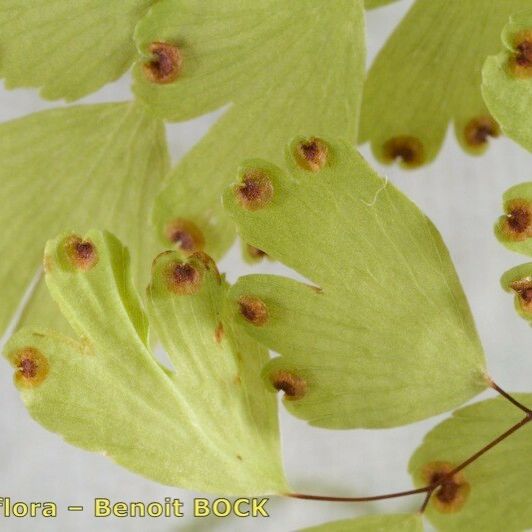 Adiantum raddianum Кветка