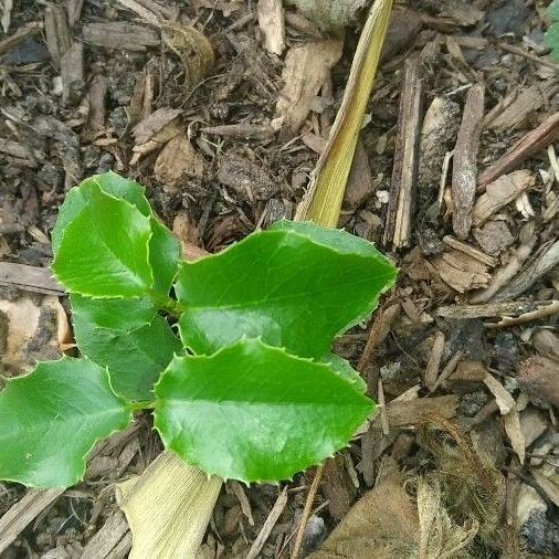 Prunus ilicifolia 葉