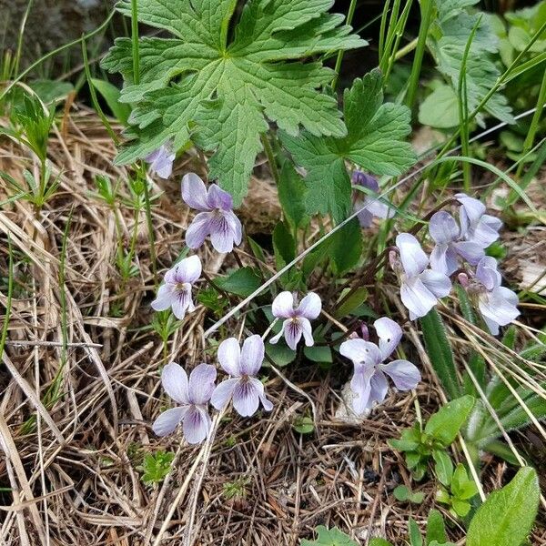 Viola palustris عادت داشتن