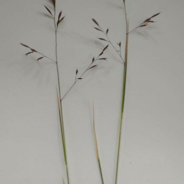 Festuca rubra Blomma