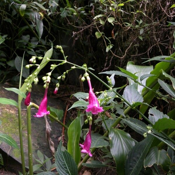 Strobilanthes hamiltoniana عادت