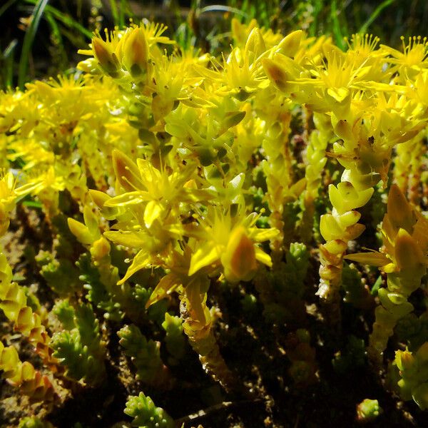 Sedum acre Natur