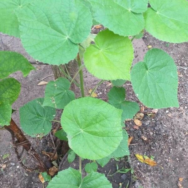 Abutilon grandifolium Fuelha