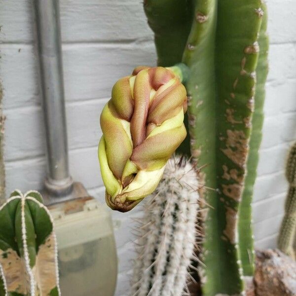 Cereus hildmannianus Kwiat