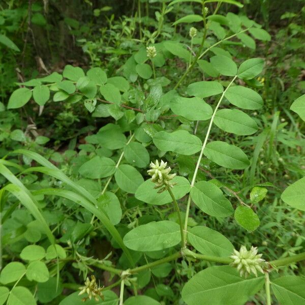 Astragalus glycyphyllos ᱥᱟᱠᱟᱢ