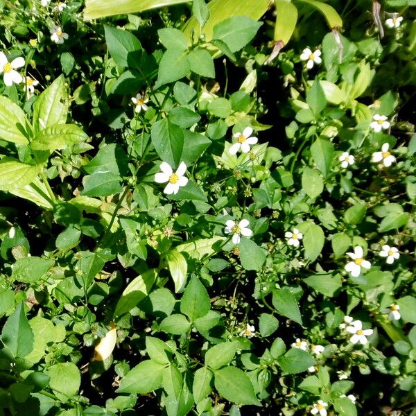 Bidens alba Flower