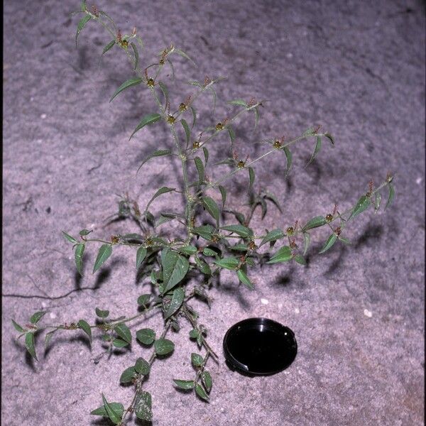 Microstachys corniculata Habitatea