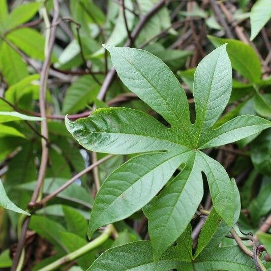 Merremia tuberosa 叶