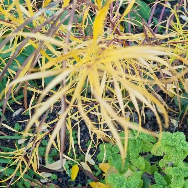 Amsonia hubrichtii Ліст