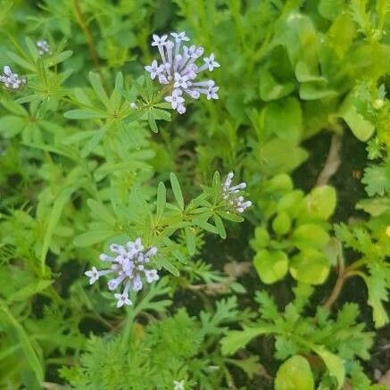 Asperula arvensis फूल