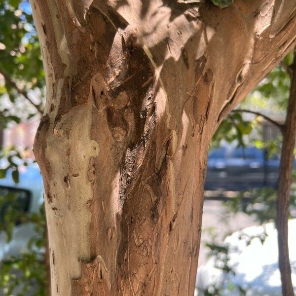 Lagerstroemia speciosa বাকল