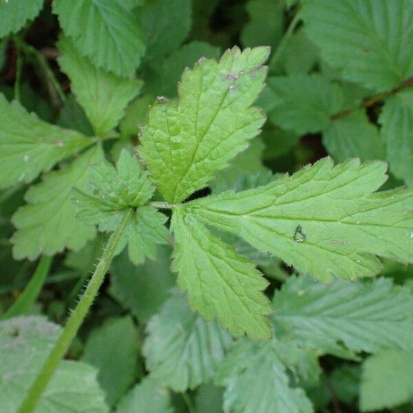 Geum urbanum Hoja