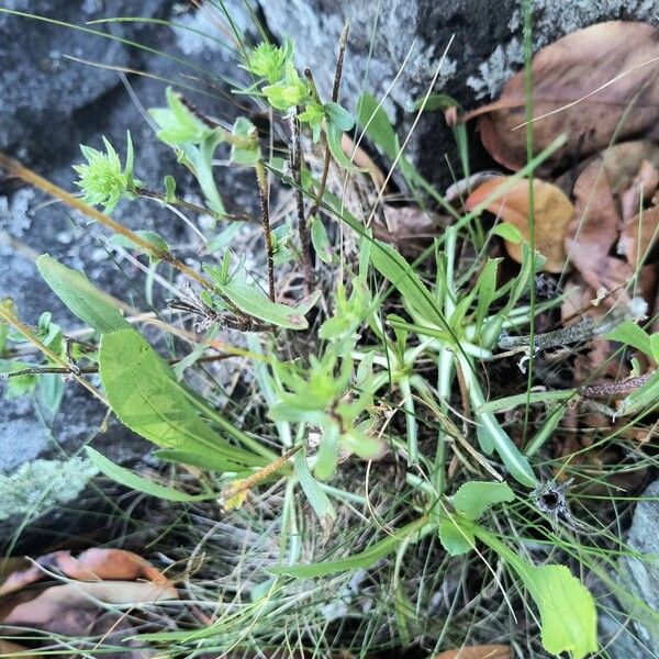 Grindelia integrifolia Frunză