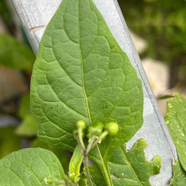 Solanum scabrum Blad