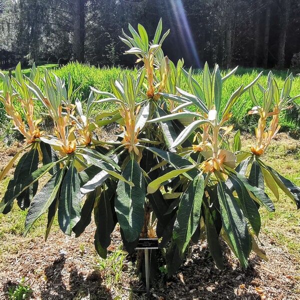 Rhododendron arboreum Blatt