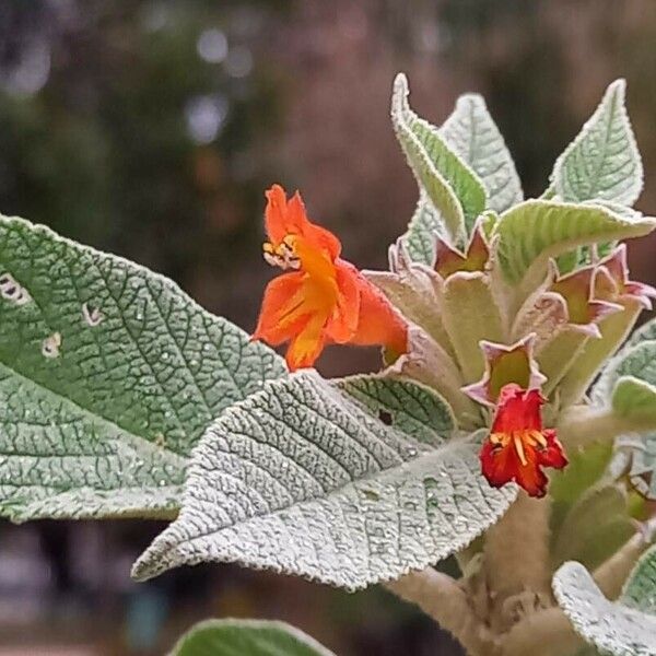 Colquhounia coccinea Flower