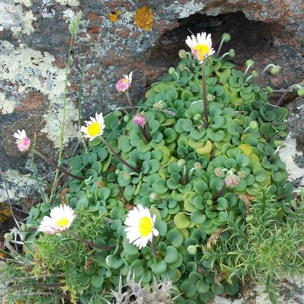 Bellium crassifolium Hoja