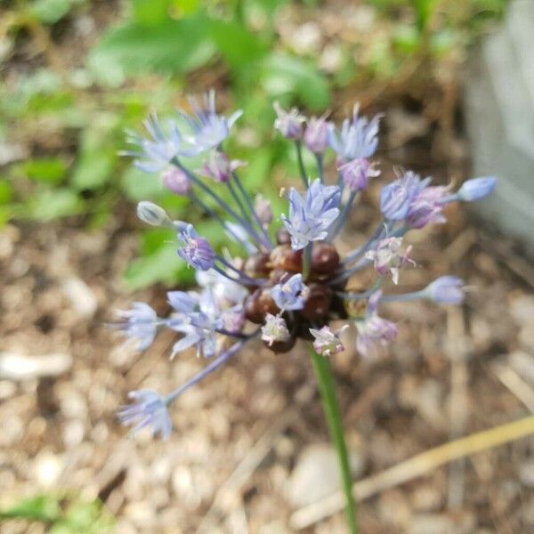 Allium caeruleum Kukka