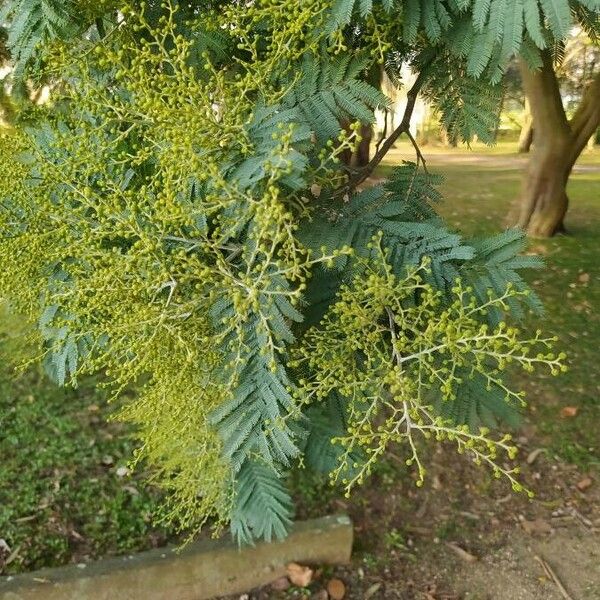 Acacia dealbata Лист