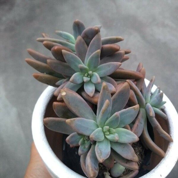 Dudleya greenei Leaf