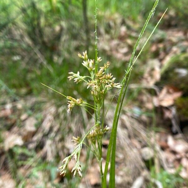 Luzula luzuloides Flor