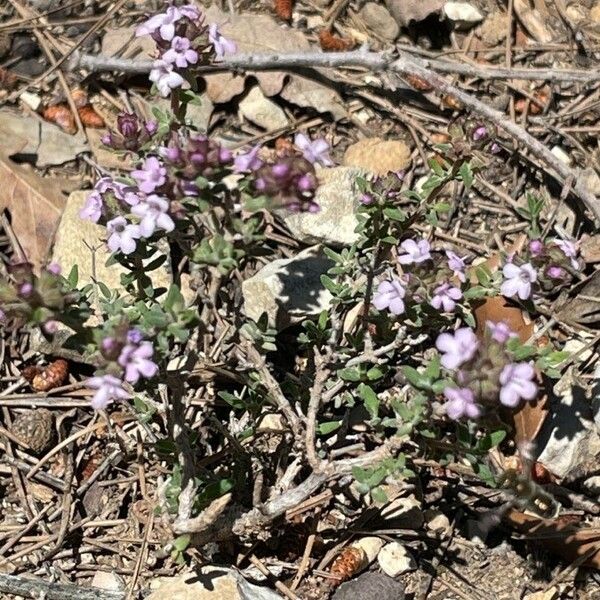 Thymus vulgaris പുഷ്പം