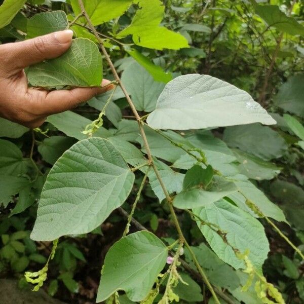 Pleurolobus gangeticus Leaf