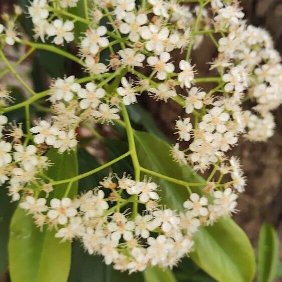 Photinia serratifolia Flower