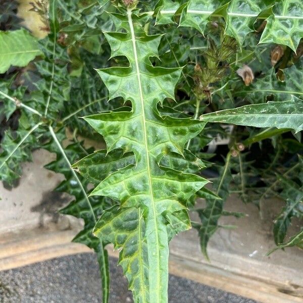 Acanthus montanus Leaf