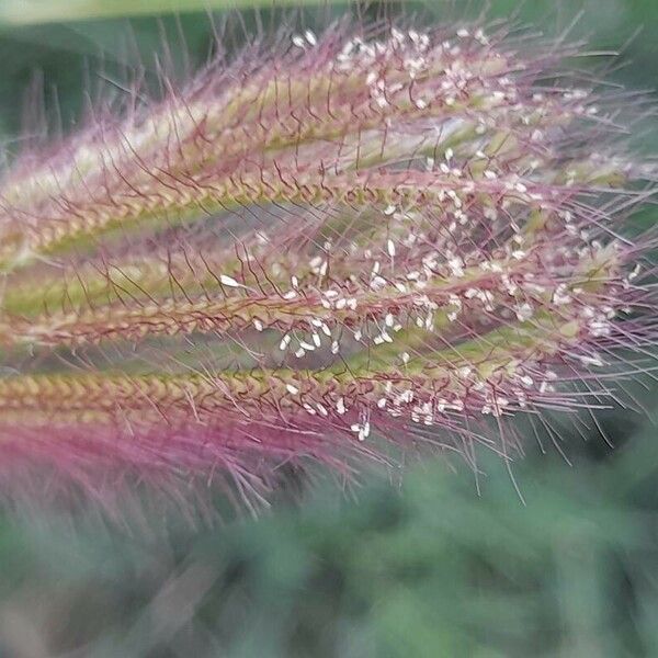 Chloris barbata Flors