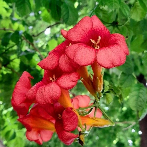 Campsis radicans Fiore