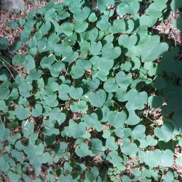 Viola sempervirens (Evergreen violet)