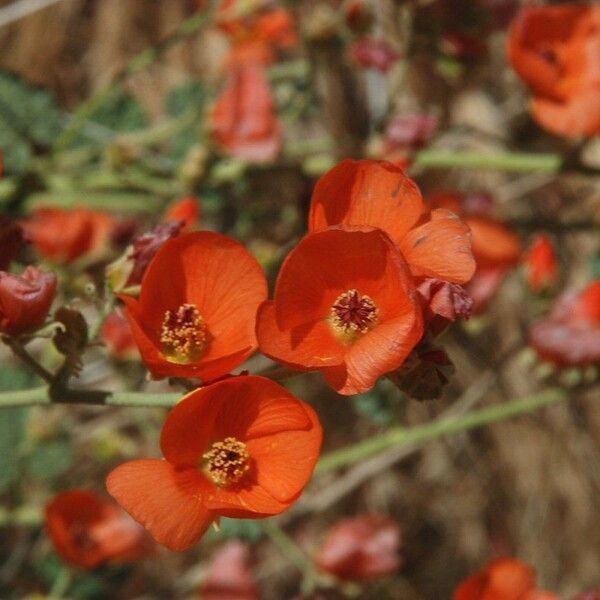 Sphaeralcea parvifolia Цвят