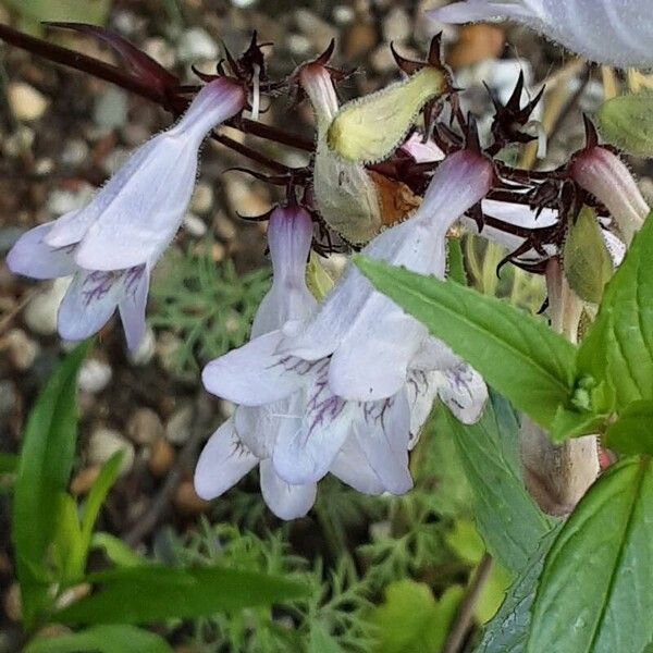 Penstemon digitalis Blomma