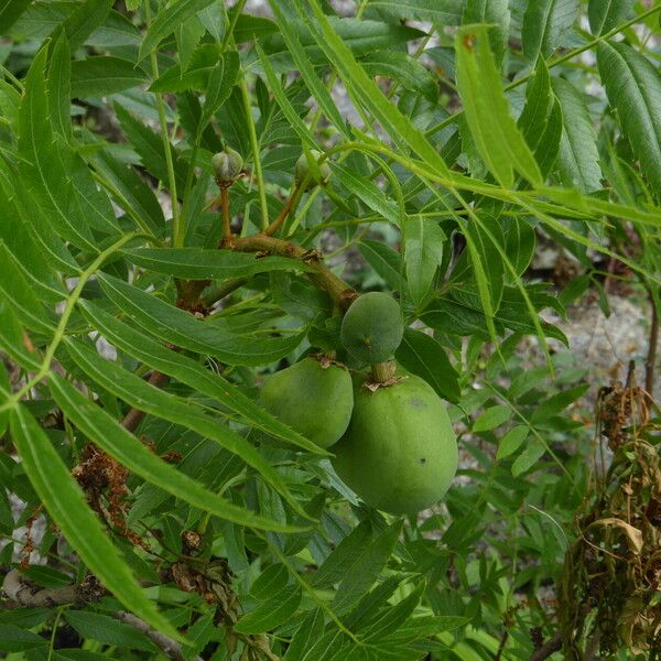 Xanthoceras sorbifolium Blad