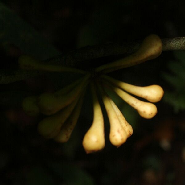 Anaxagorea phaeocarpa Fruit