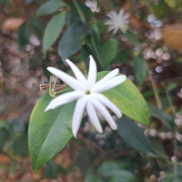 Jasminum laurifolium Blomst