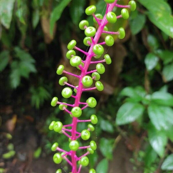 Phytolacca rivinoides Fruto