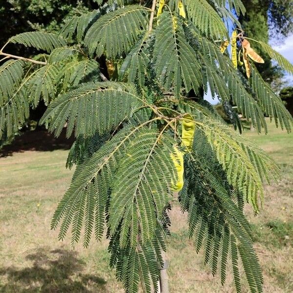 Albizia julibrissin Агульны выгляд