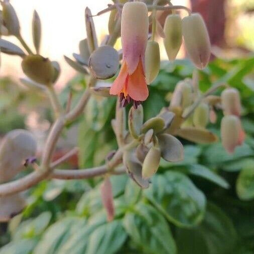 Bryophyllum fedtschenkoi Floro