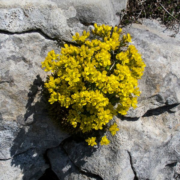 Draba aizoides 花