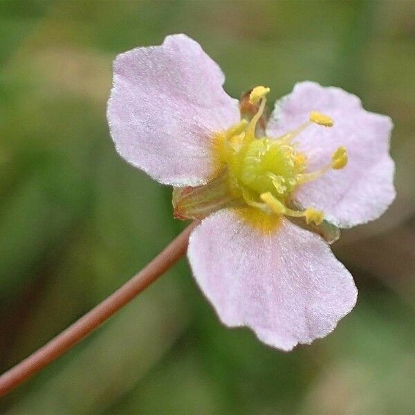 Alisma plantago-aquatica Flower