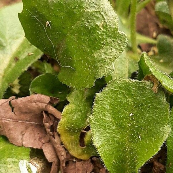 Bellis annua Leaf