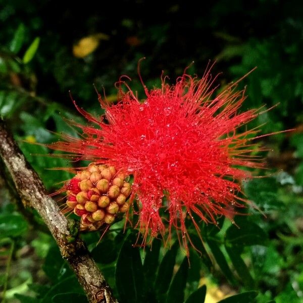 Calliandra haematocephala Кветка