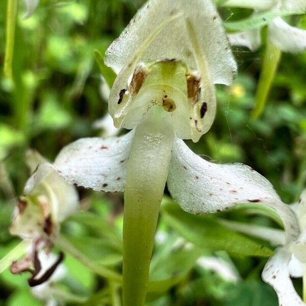 Platanthera chlorantha Žiedas