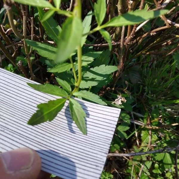 Cardamine bulbifera Ліст