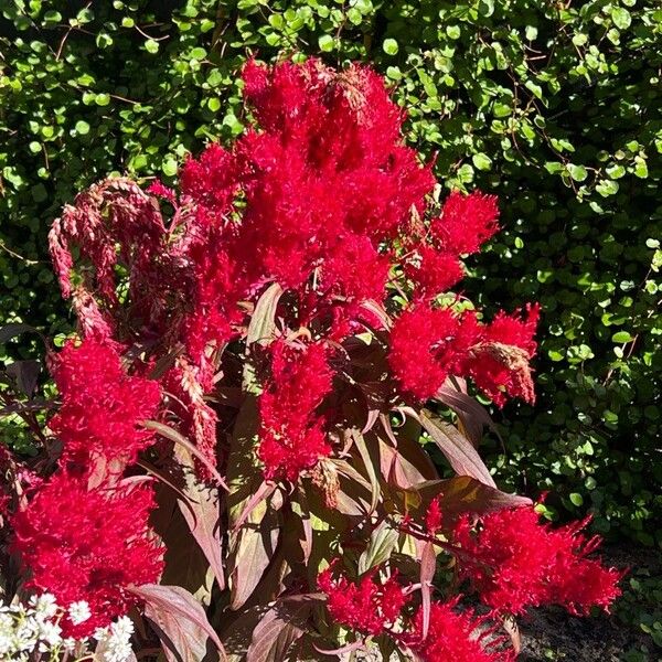 Amaranthus cruentus Flor