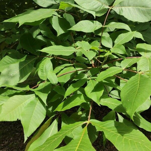 Carya ovata Feuille