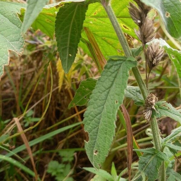 Stachys palustris Leht